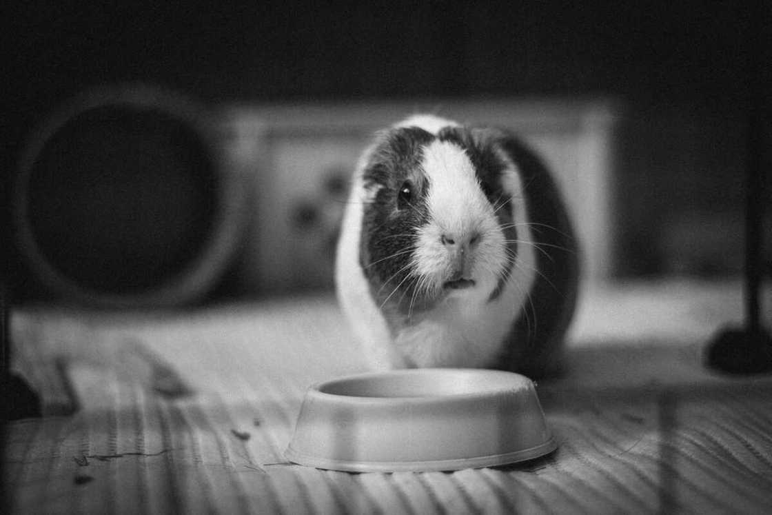 names for female guinea pigs