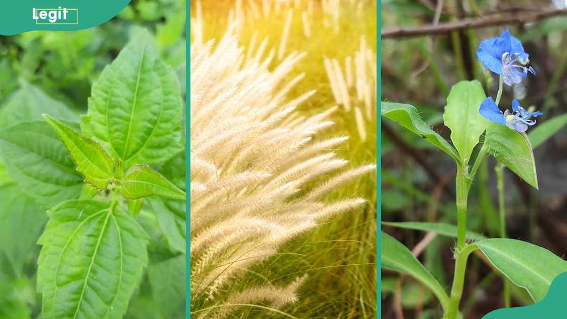Chromolaena odorata, Spear grass, and dayflower plants Chromolaena odorata, Spear grass, and dayflower plants