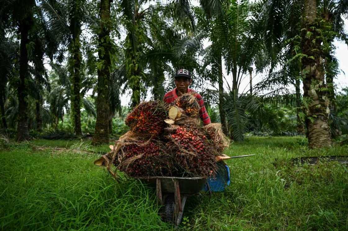 The Malaysian estate owners' association says there is currently a shortage of about 120,000 workers The Malaysian estate owners' association says there is currently a shortage of about 120,000 workers
