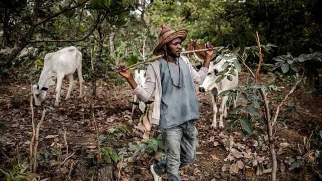 Fulani Herdsman, Isa Ibrahim