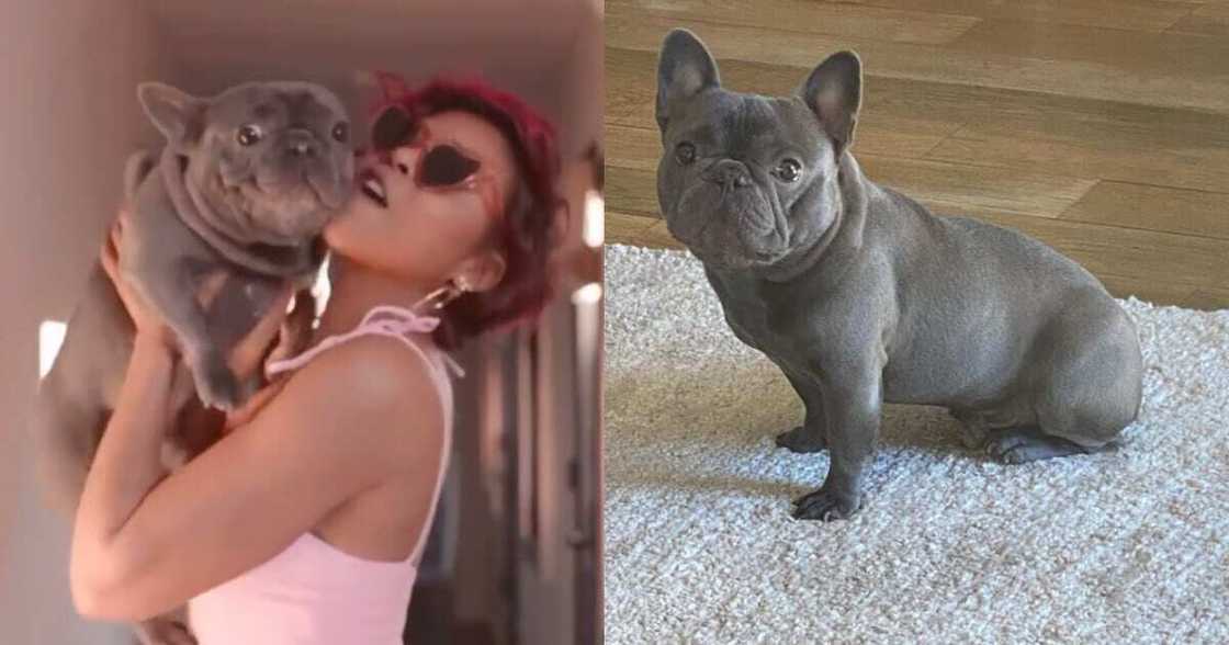 Taraji P Henson Mourns Death of Her Dog K-Ball: "I Will Miss My Baby" Taraji P Henson Mourns Death of Her Dog K-Ball: "I Will Miss My Baby"
