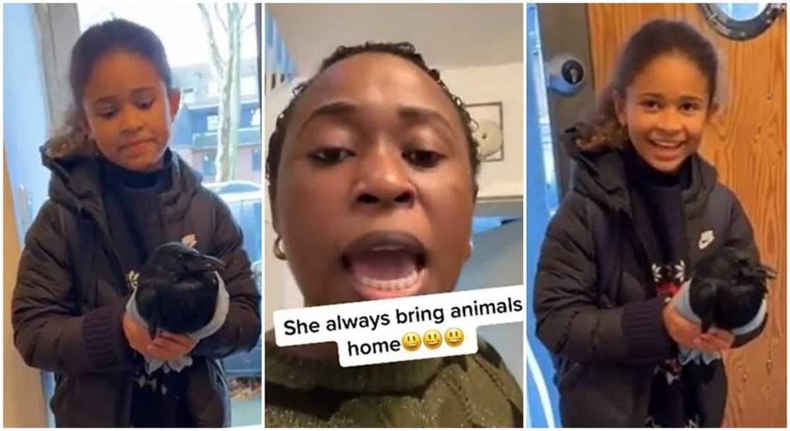 Photos of a girl clucting a black bird. Photos of a girl clucting a black bird.