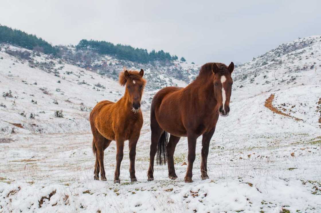 Baby horse names