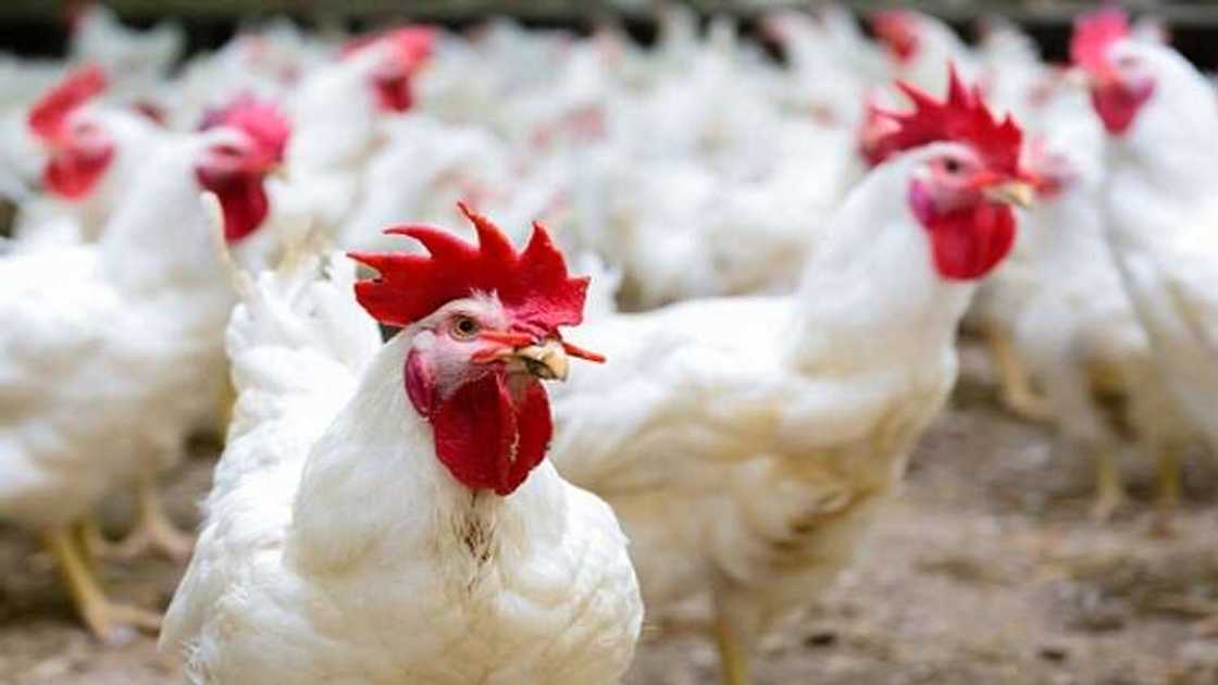Profitability of poultry farming in Nigeria Profitability of poultry farming in Nigeria