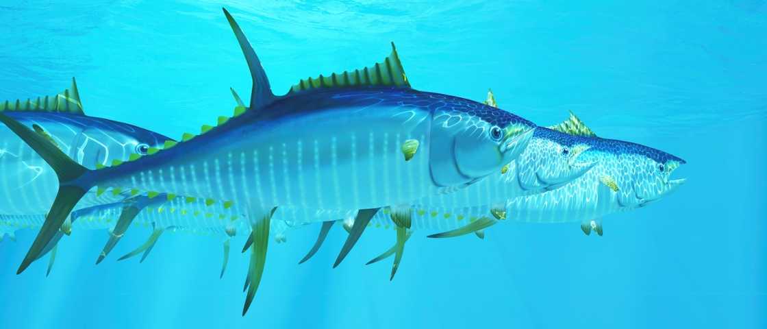 A school of Yellowfin Tuna hunt for prey in the deep ocean.