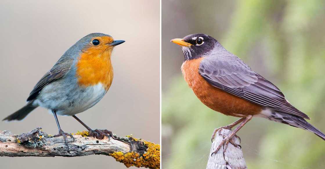 European and American Robins European and American Robins