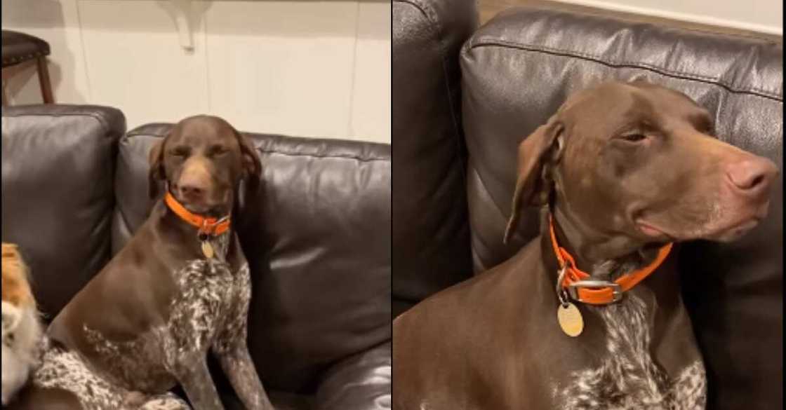 Guilty dog unable to face its owner after leaving bathroom tap open