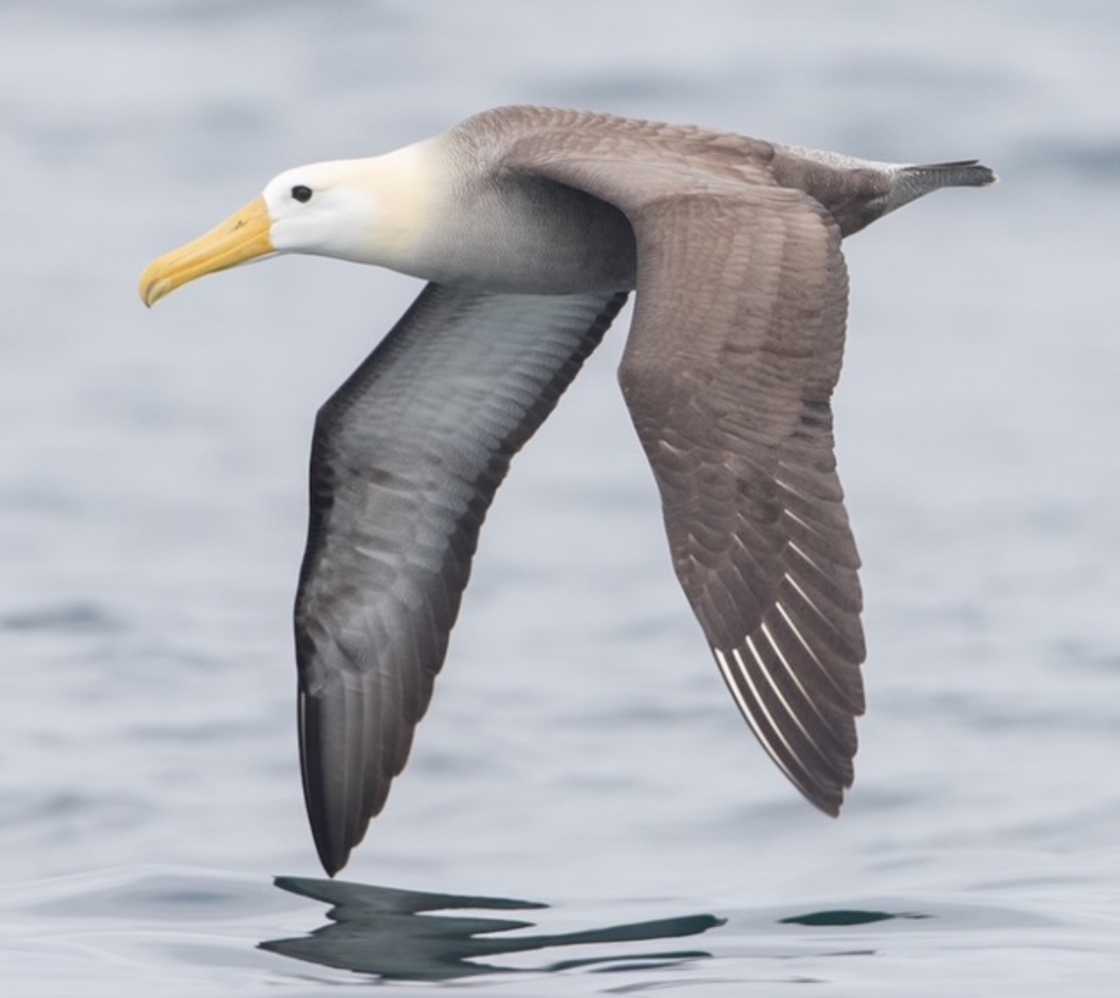 What does a bird symbolize? What does a bird symbolize?