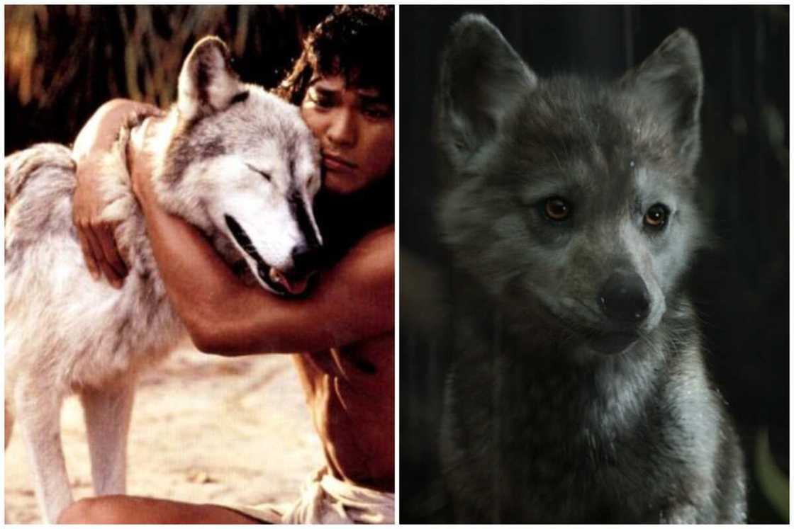main characters of Jungle Book main characters of Jungle Book