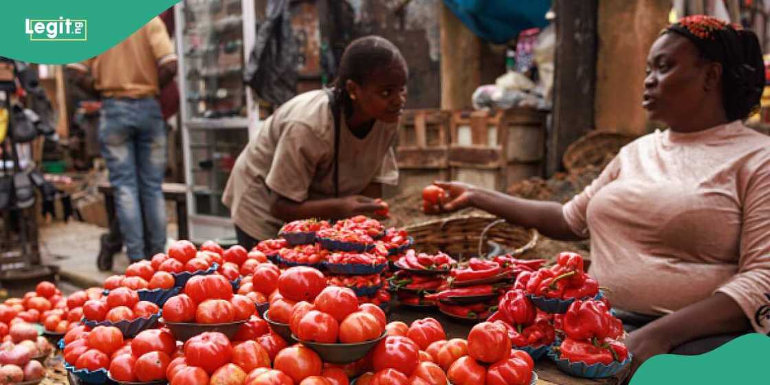 Price of tomatoes and pepper: Lady shares new price as tomatoes and peppers crash in Jos Price of tomatoes and pepper: Lady shares new price as tomatoes and peppers crash in Jos
