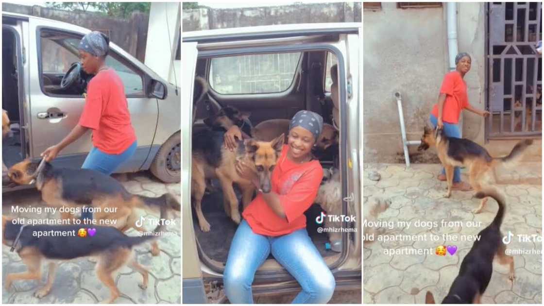 Lady and her dogs/lady moved pets to new apartment. Lady and her dogs/lady moved pets to new apartment.