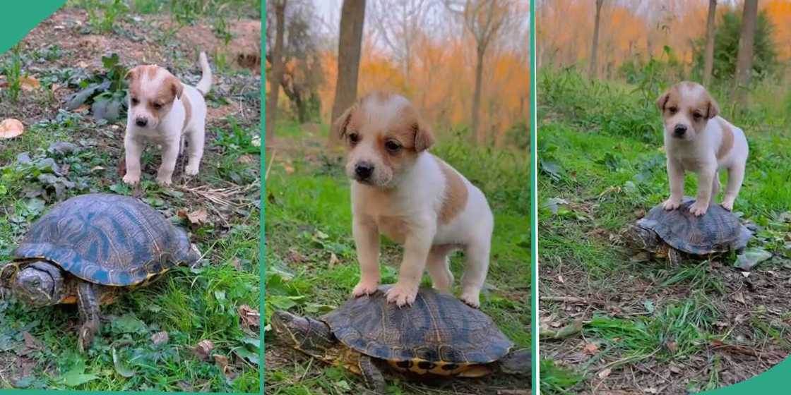 The dog rode on the back of the tortoise. The dog rode on the back of the tortoise.