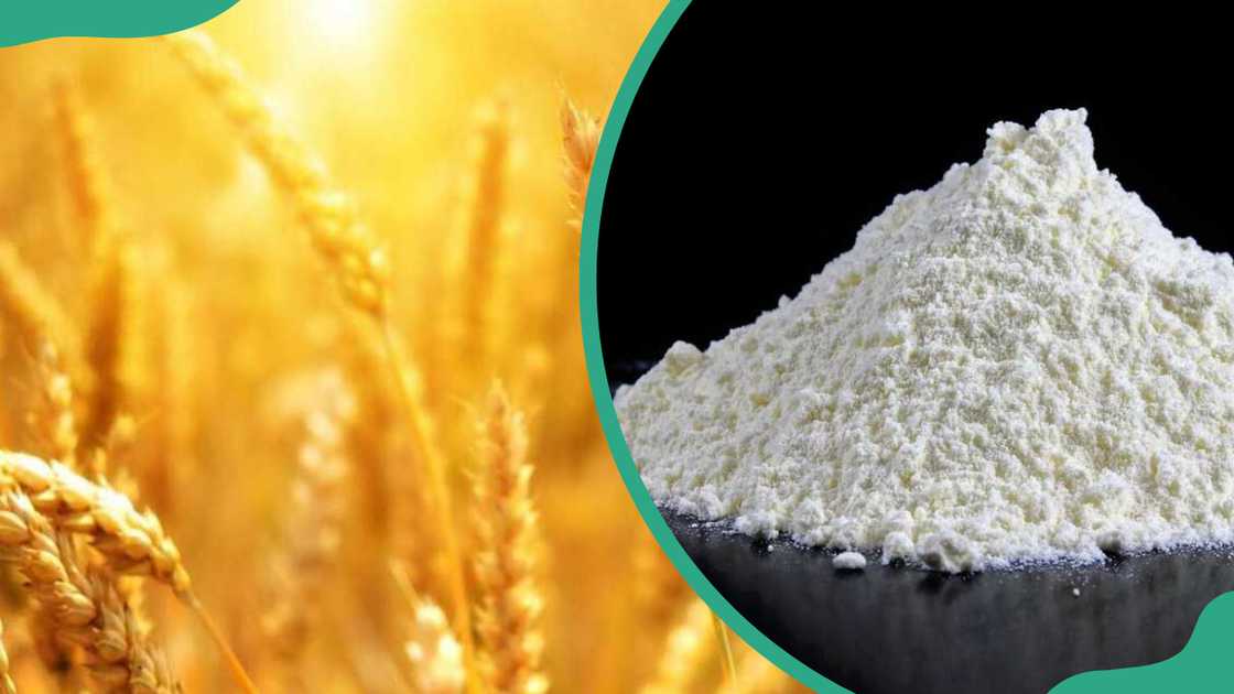Wheat growing in the field and the final processed flour