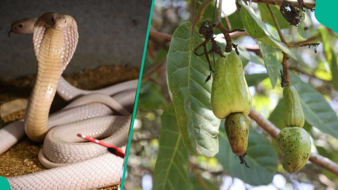 Fresh facts emerge on whether cashew bark can cure deadly snake bites. Fresh facts emerge on whether cashew bark can cure deadly snake bites.