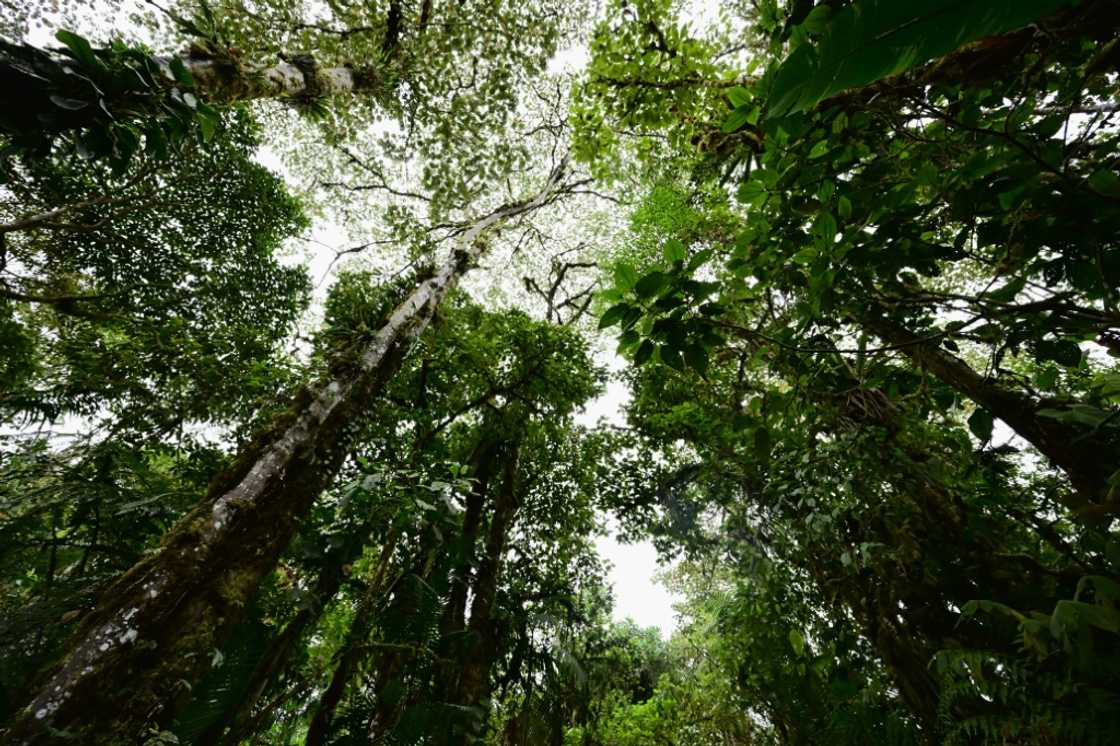 View of the forest in a private reserve in Mindo, Ecuador, taken on August 16, 2024 View of the forest in a private reserve in Mindo, Ecuador, taken on August 16, 2024