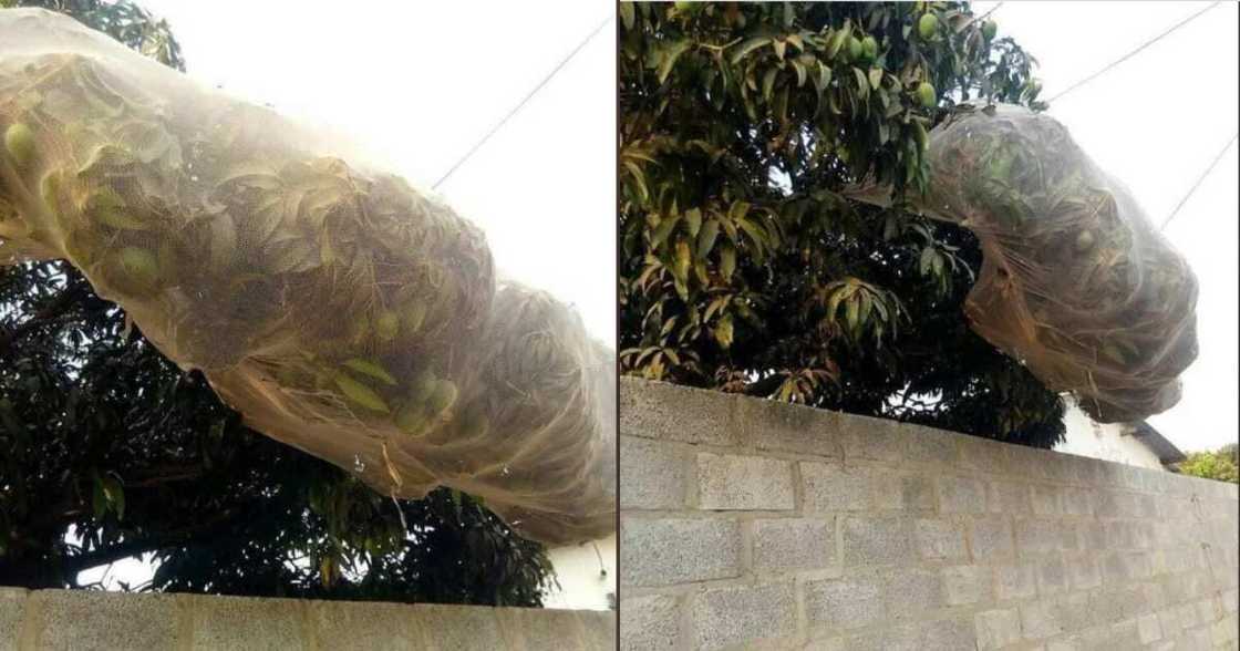 Selfish neighbour who covered avocado tree with net to avoid sharing fruits exposed Selfish neighbour who covered avocado tree with net to avoid sharing fruits exposed