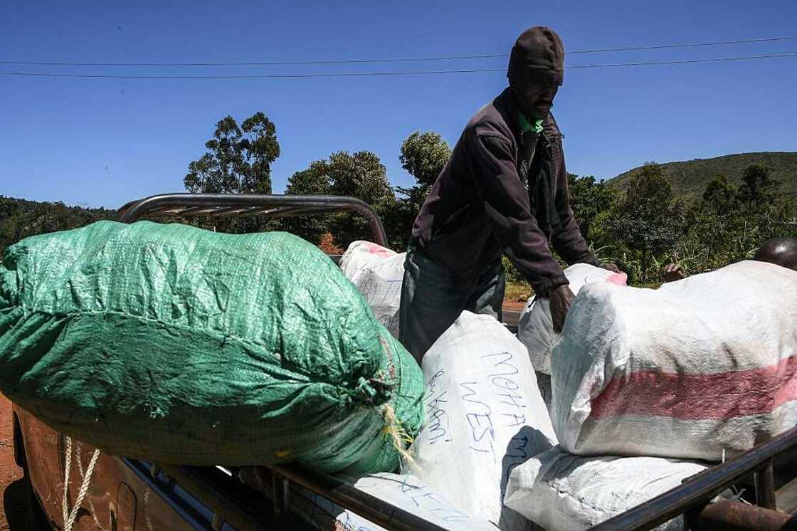 Every day, young miraa shoots are bundled and wrapped in banana leaves, packed in bags and loaded onto pickup trucks Every day, young miraa shoots are bundled and wrapped in banana leaves, packed in bags and loaded onto pickup trucks