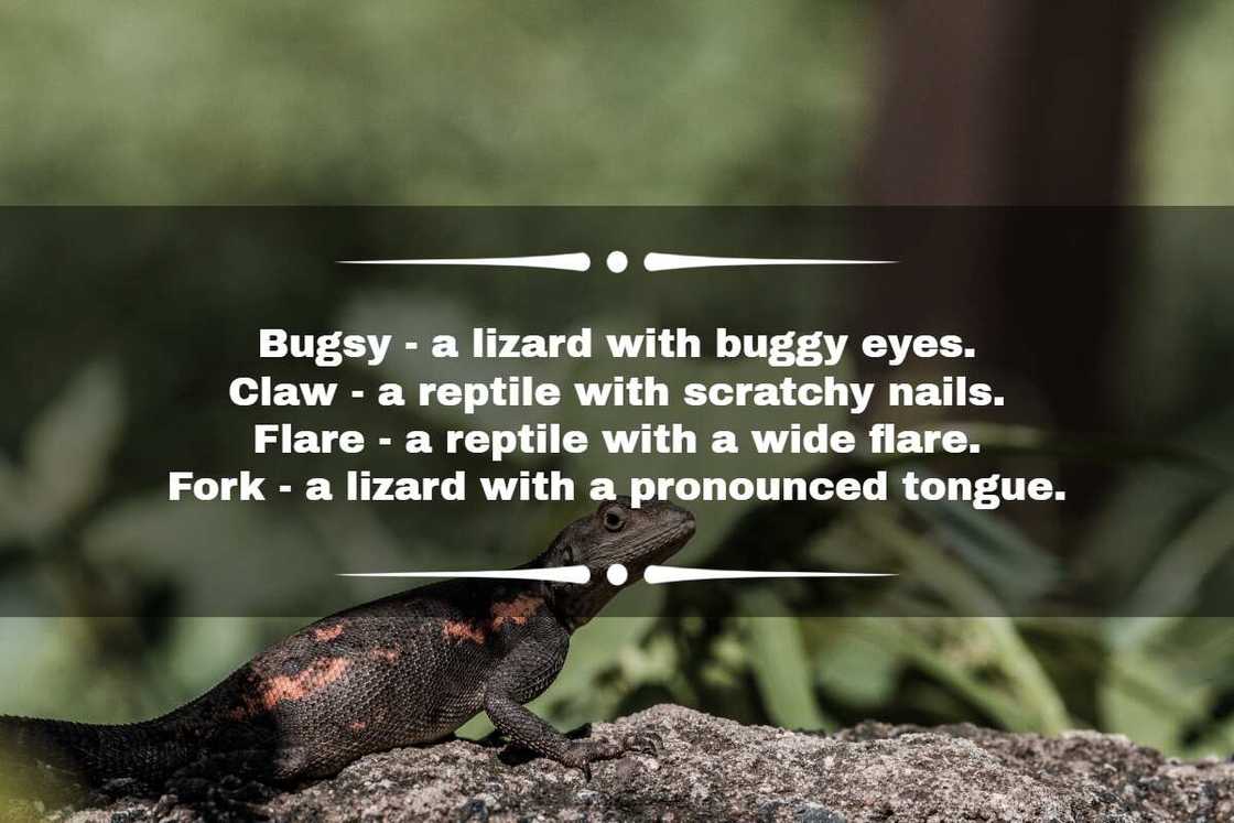 Bearded dragon names Bearded dragon names