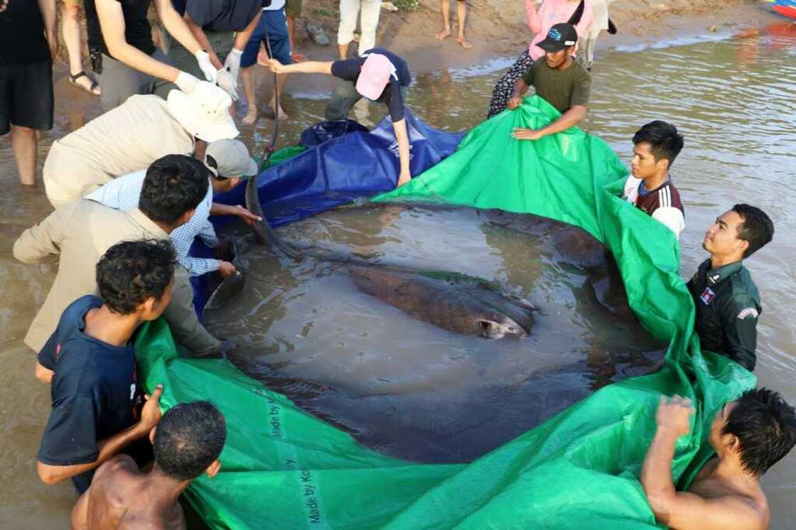 The stingray was more than twice the weight of an average lowland gorilla The stingray was more than twice the weight of an average lowland gorilla