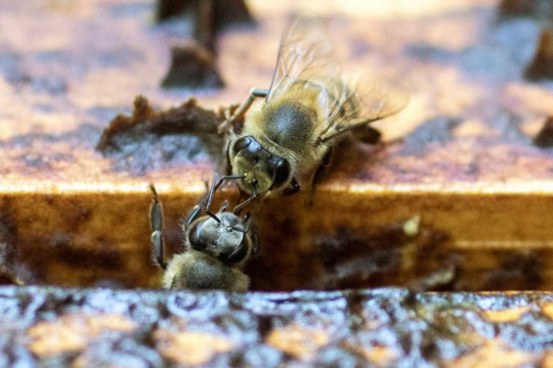 Pesticides have been linked to the deaths of bees around the world Pesticides have been linked to the deaths of bees around the world