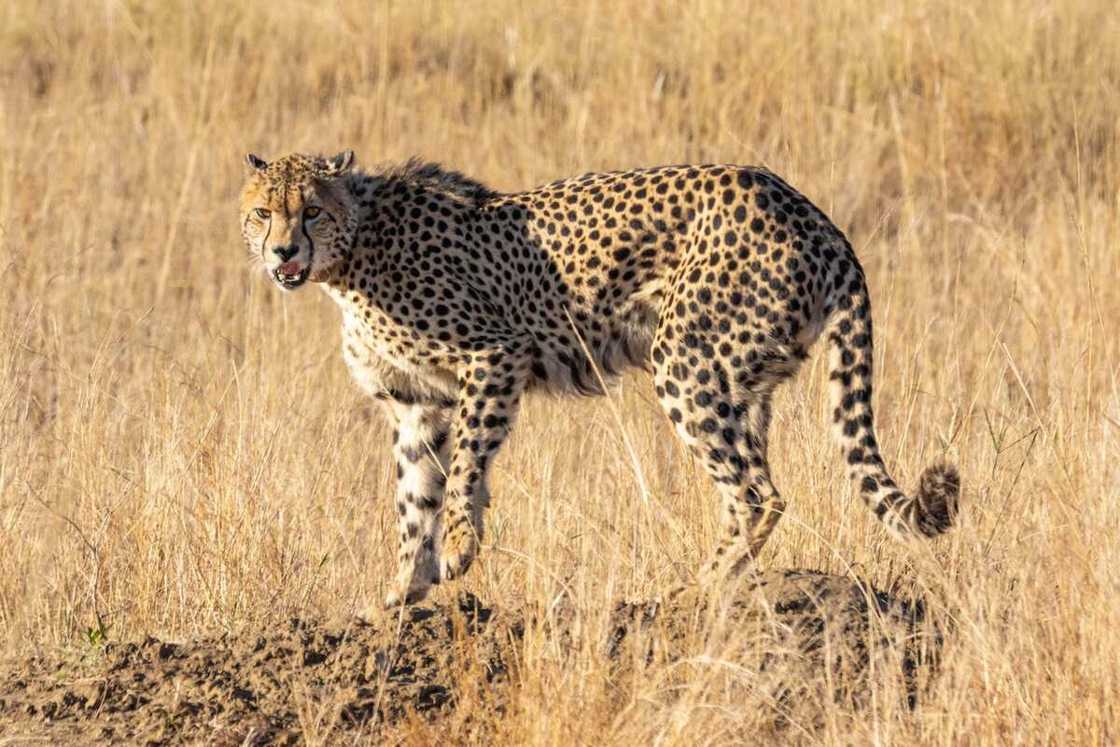 Fastest animal in the world Fastest animal in the world