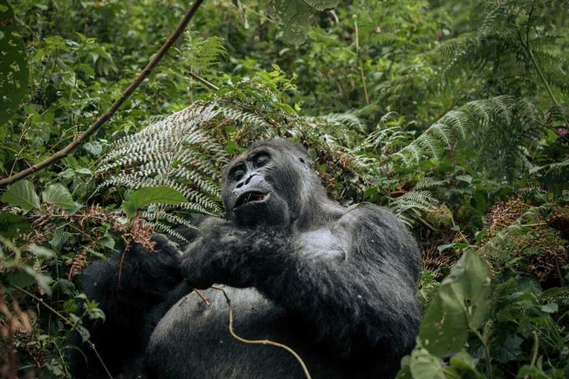The report found that monitored animal populations had fallen 69 percent since 1970 The report found that monitored animal populations had fallen 69 percent since 1970