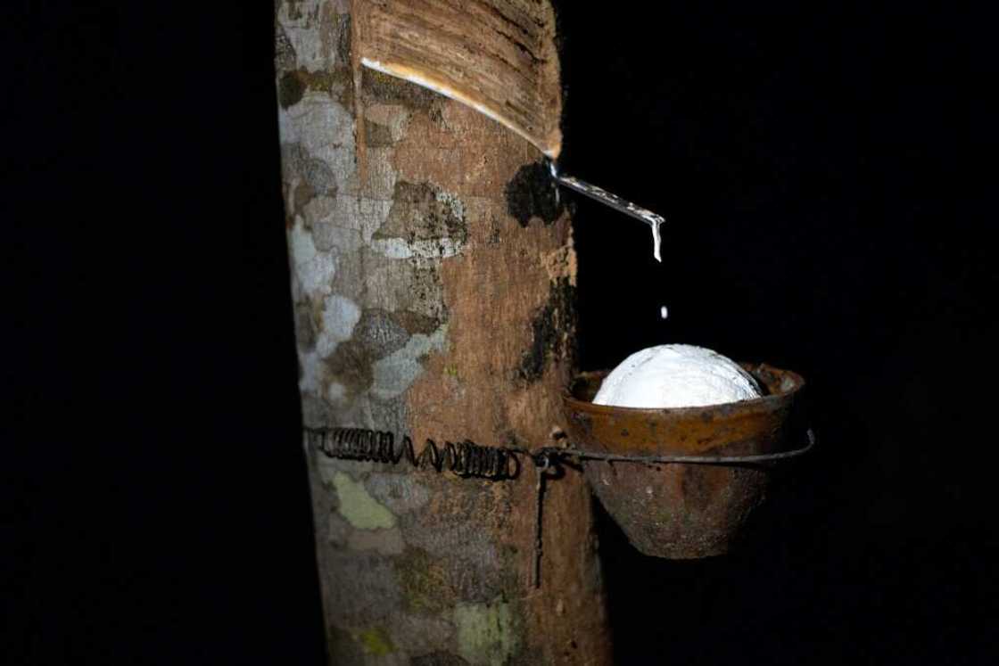 Natural latex drips from a rubber tree in the early hours of the morning at a plantation in Surat Thani province Natural latex drips from a rubber tree in the early hours of the morning at a plantation in Surat Thani province