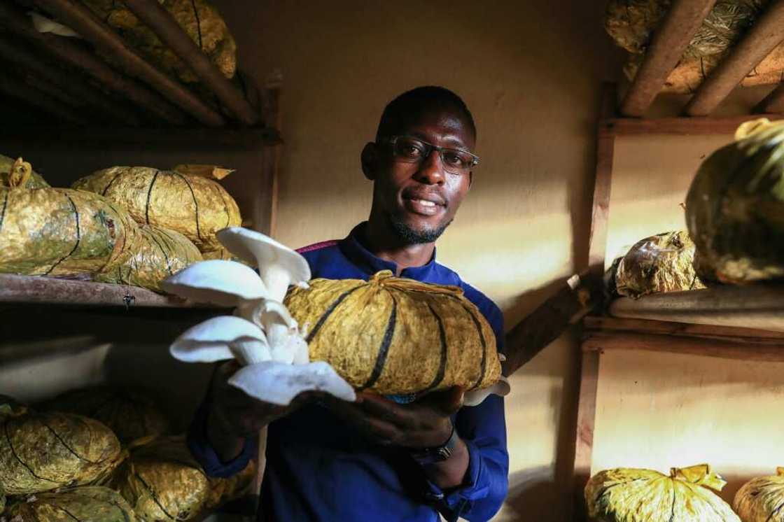 Fungiculture, or the cultivation of edible mushrooms remains very rare in Africa, despite the advantages of being almost free Fungiculture, or the cultivation of edible mushrooms remains very rare in Africa, despite the advantages of being almost free