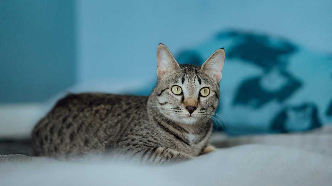 Most expensive cat breeds Most expensive cat breeds