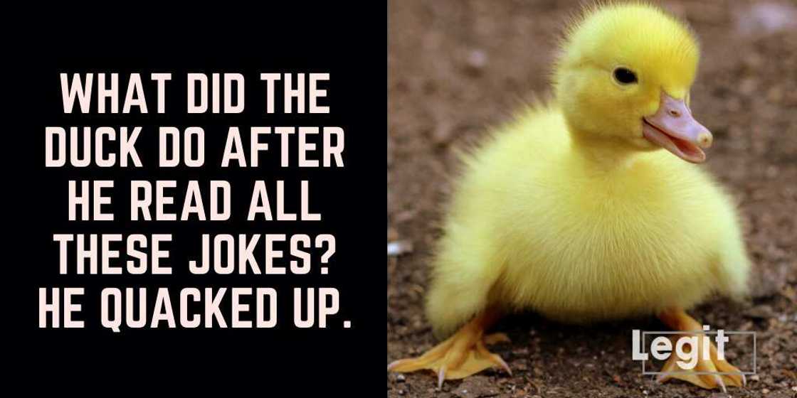 duck puns