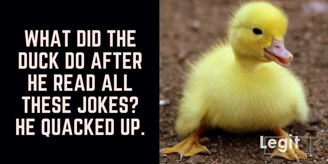 duck puns duck puns