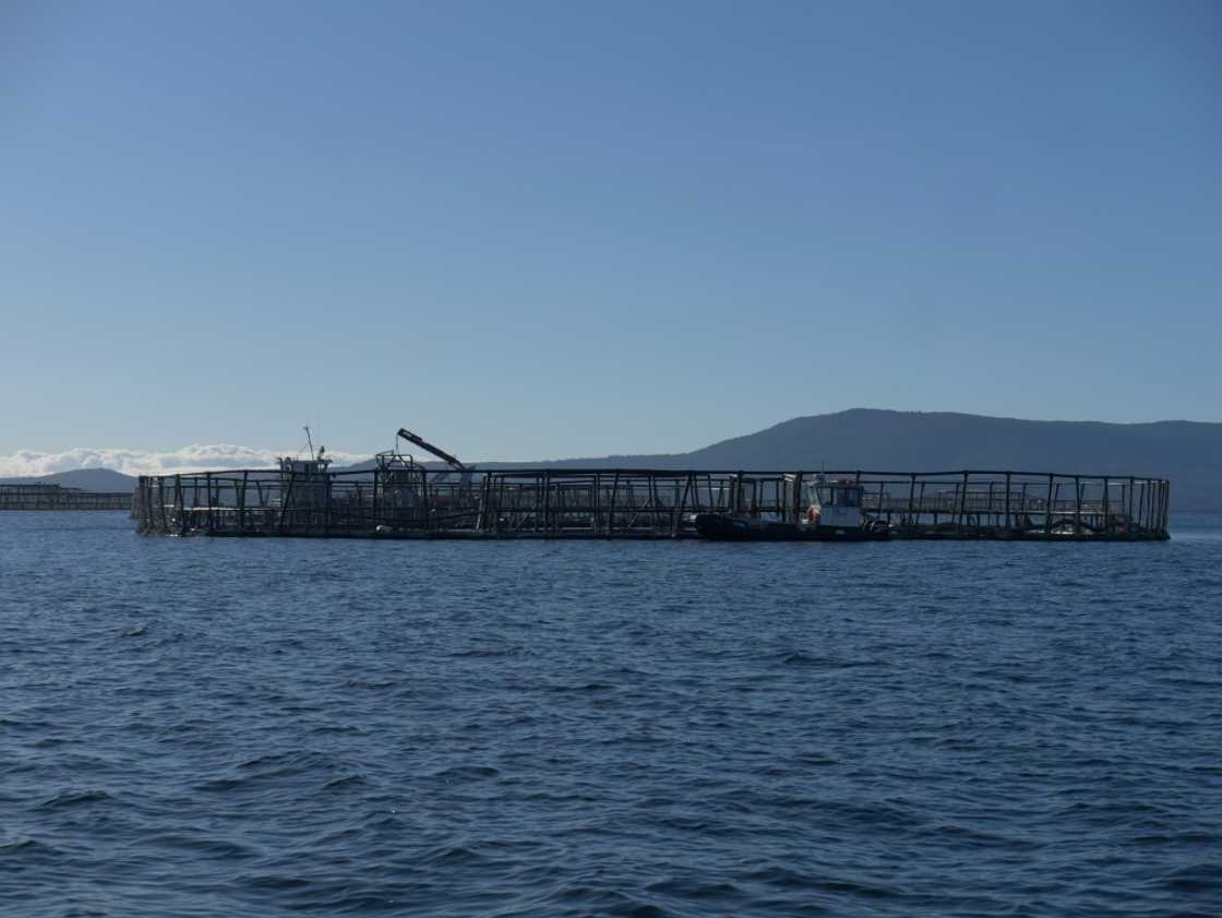 A salmon pen belonging to the Tassal company located off Charlotte Cove, in the d'Entrecasteaux Channel in Tasmania. A salmon pen belonging to the Tassal company located off Charlotte Cove, in the d'Entrecasteaux Channel in Tasmania.