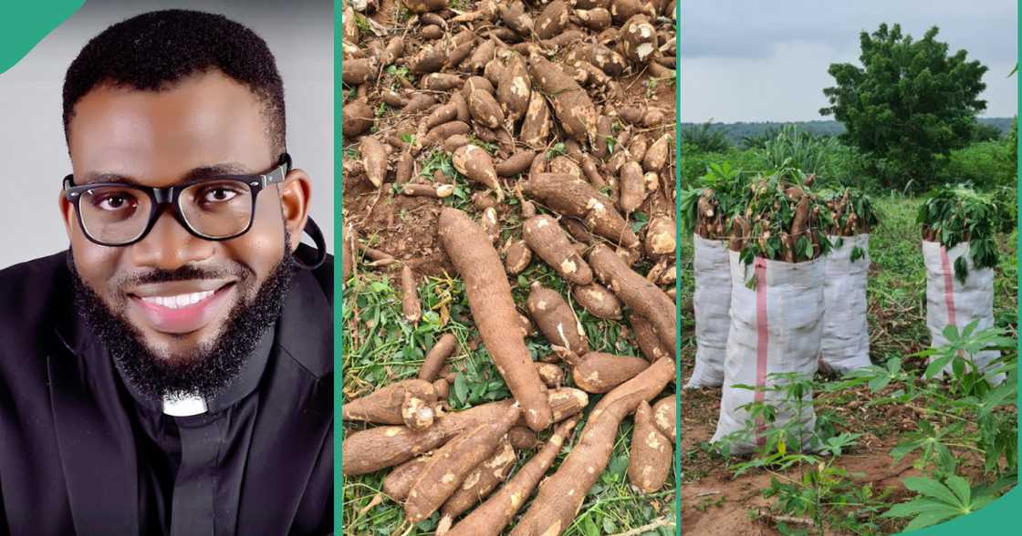 Reverend father harvests his cassava. Reverend father harvests his cassava.
