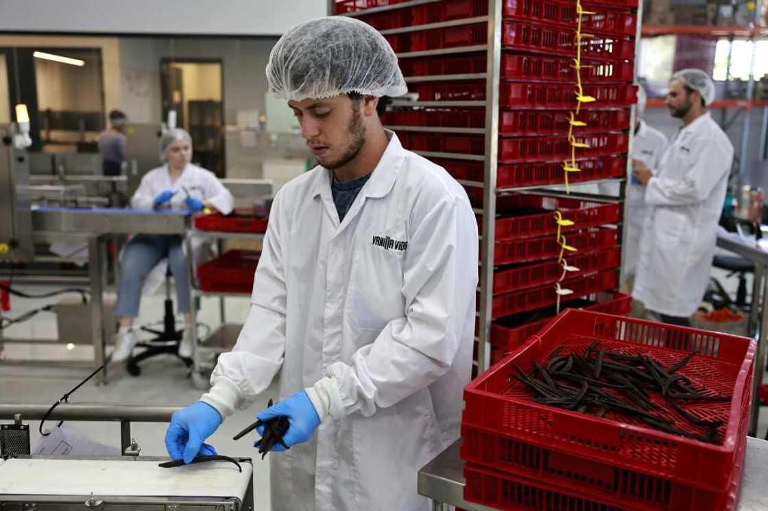 Vanilla Vida uses high-tech techniques to dry the pods, a process that is constantly monitored -- a stark contrast to the practice of drying the beans over months in the open air of humid climates where beans typically grow Vanilla Vida uses high-tech techniques to dry the pods, a process that is constantly monitored -- a stark contrast to the practice of drying the beans over months in the open air of humid climates where beans typically grow