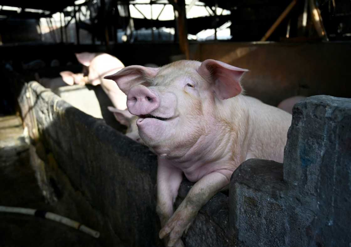 In 2024 alone, between 50,000 and 60,000 pigs were slaughtered across Italy in efforts to contain swine fever