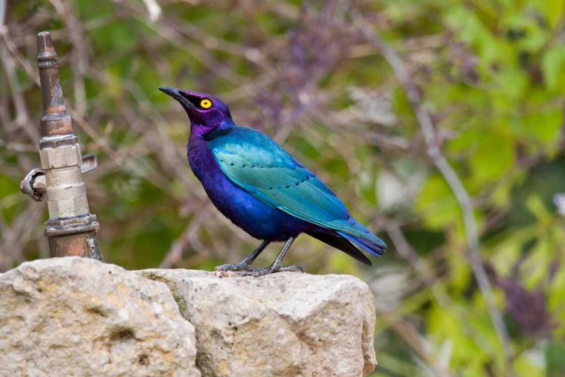 Purple starling next to a drinking fountain