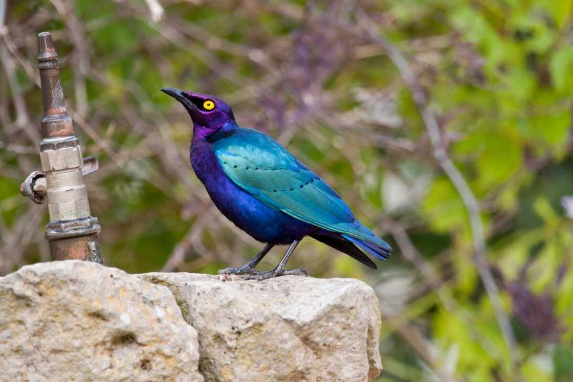 Purple starling next to a drinking fountain Purple starling next to a drinking fountain