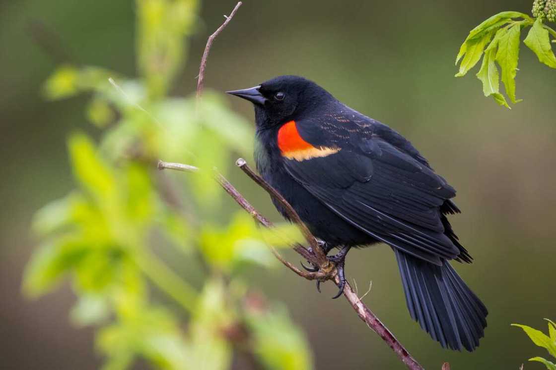 Red-winged blackbird Red-winged blackbird