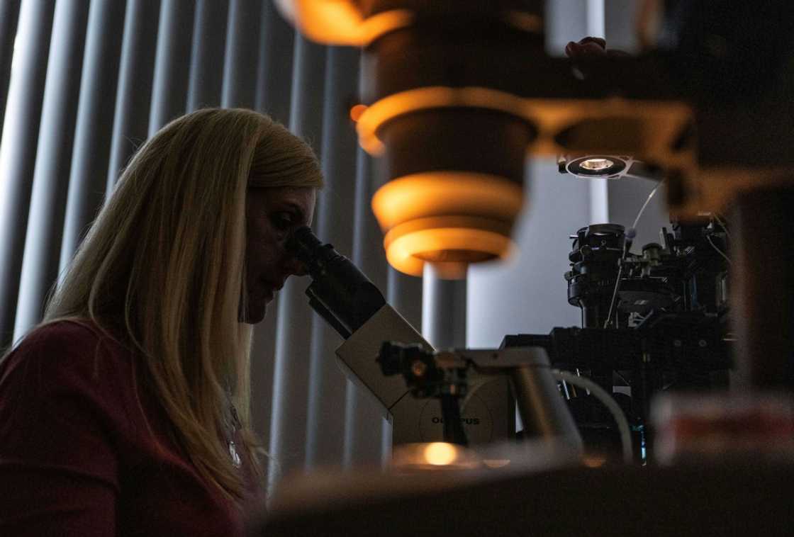 Scientist Anneke Walters sorts through oocytes -- cells in the ovaries -- being prepared for genetic modification