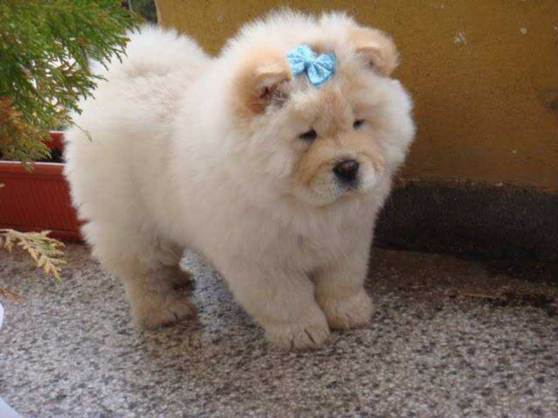 cutest puppy in the world cutest puppy in the world