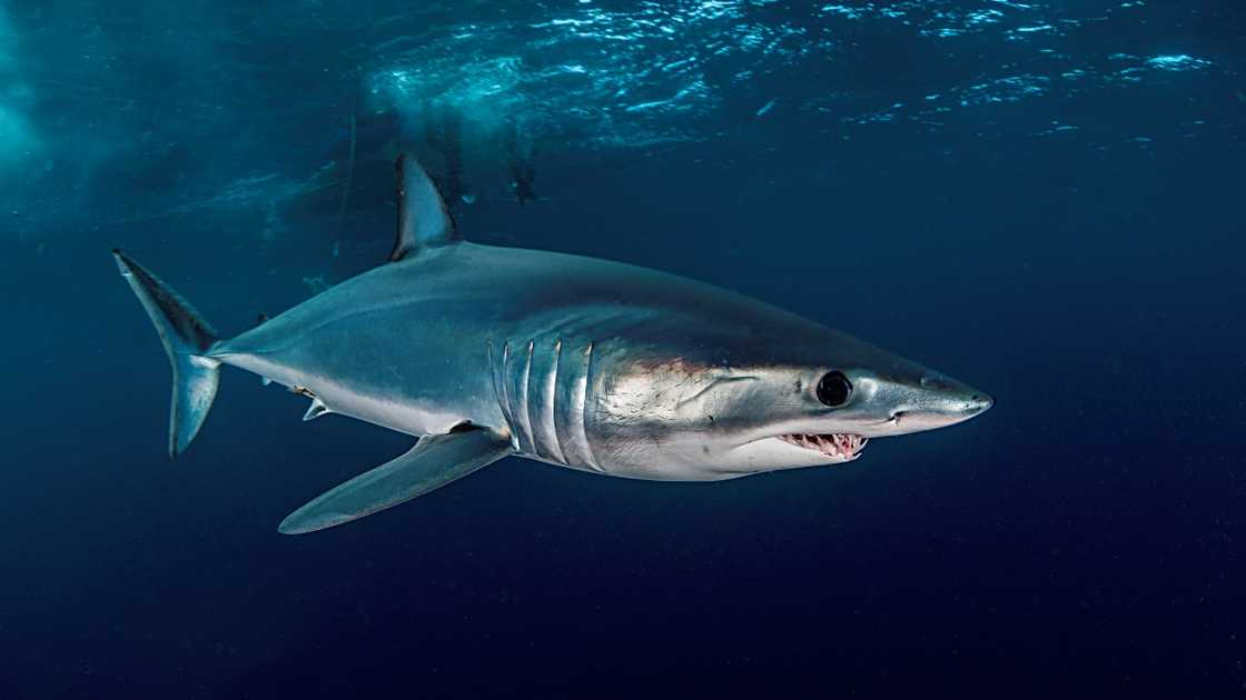 A Mako Shark photographed off shore from Western Cape.