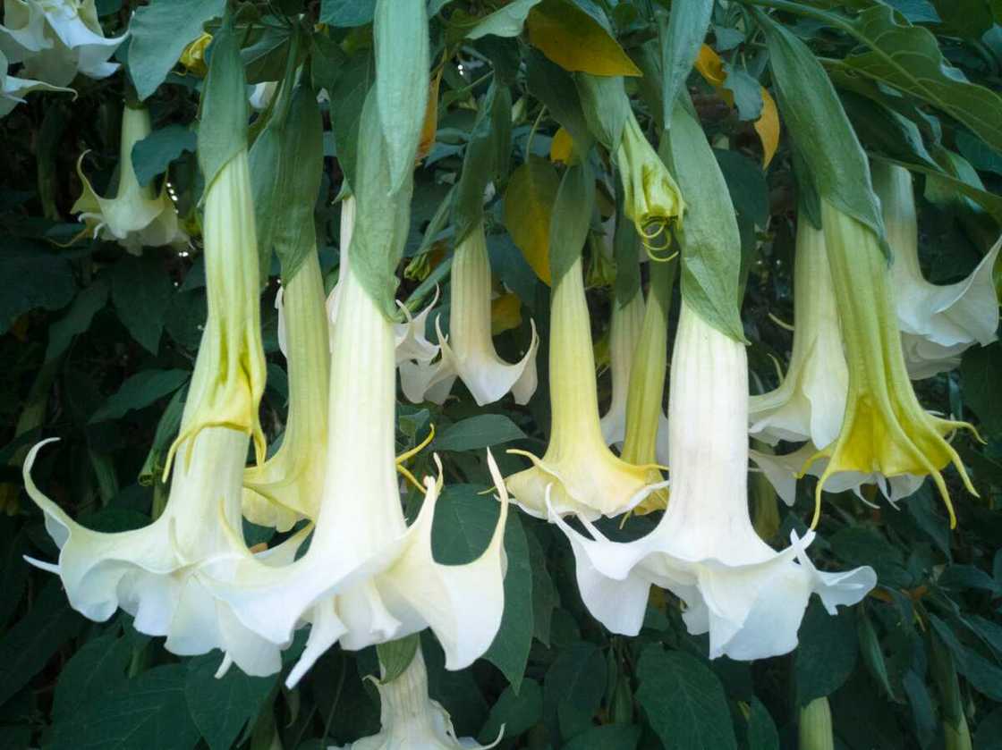 Brugmansia called angels trumpet.