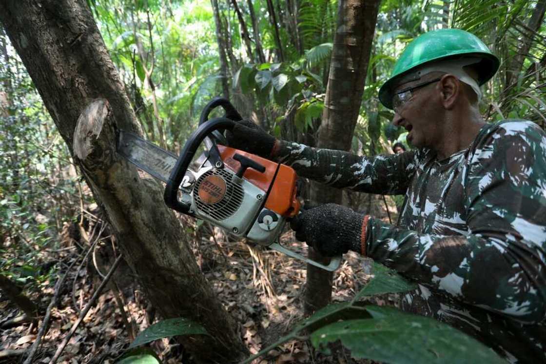 The sensors can distinguish invasive sounds such as those made by chainsaws, from the sounds of the forest The sensors can distinguish invasive sounds such as those made by chainsaws, from the sounds of the forest