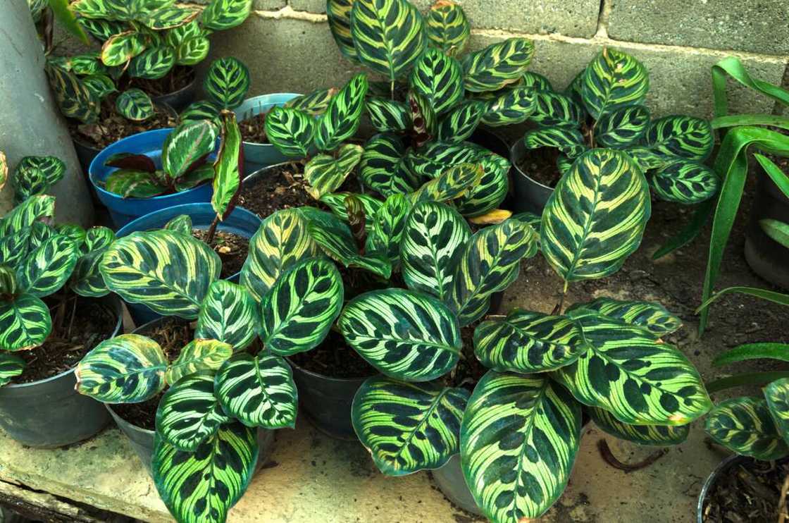 Calathea plant in pots, high angle view Calathea plant in pots, high angle view