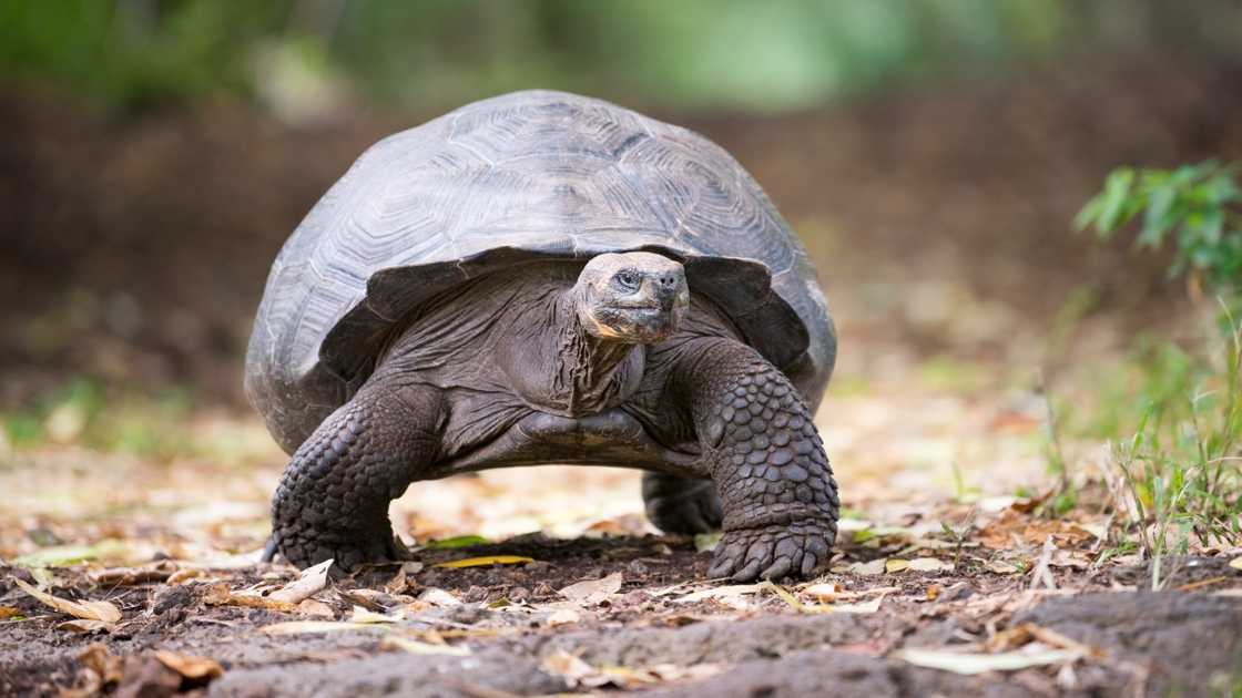 A fully grown Galapagos Giant Tortoise walks in the wild.