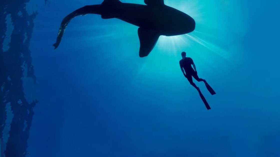 Entertainment Watchlist: 11 Best Documentaries on Showmax Entertainment Watchlist: 11 Best Documentaries on Showmax