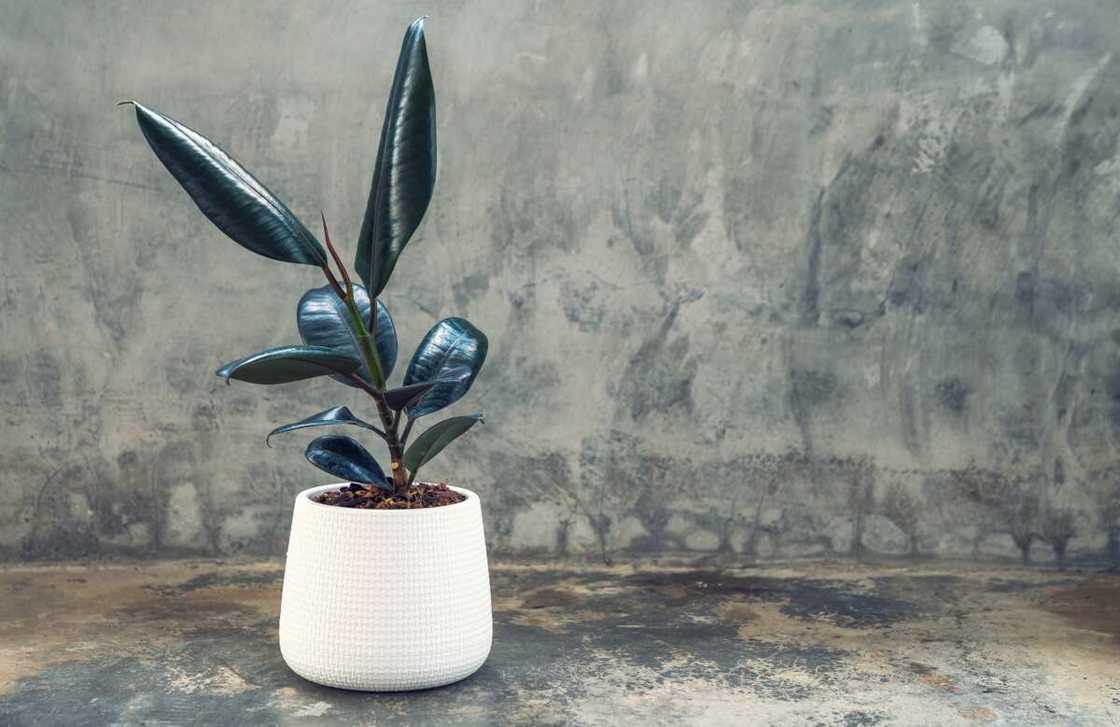 houseplants that don't need sunlight