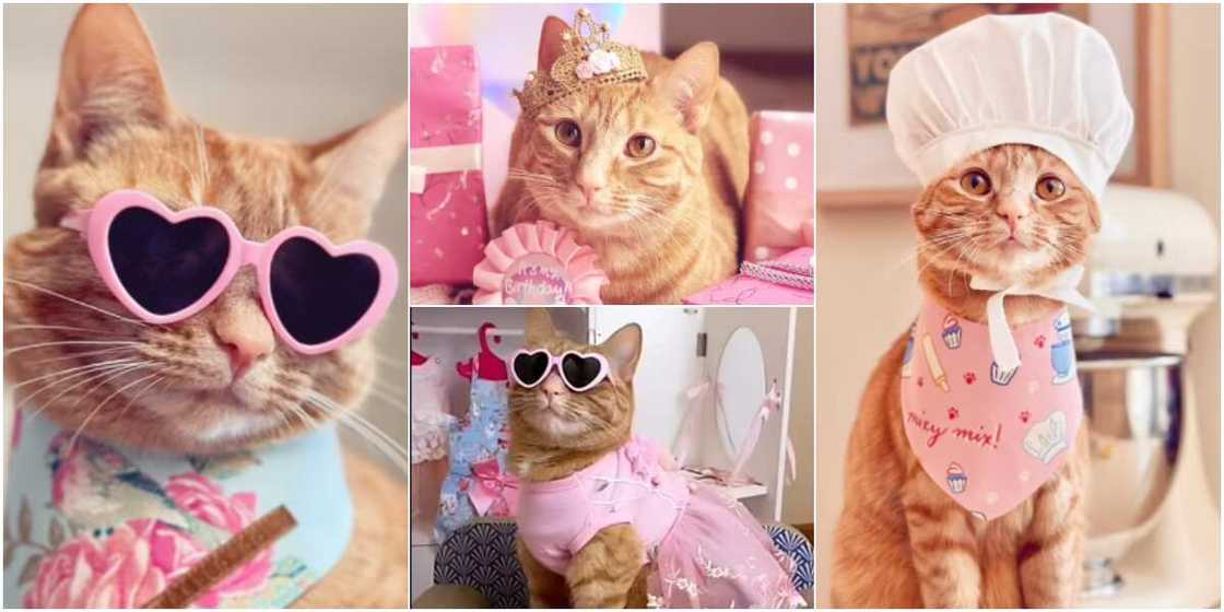 Princess Honey Belle Princess Honey Belle