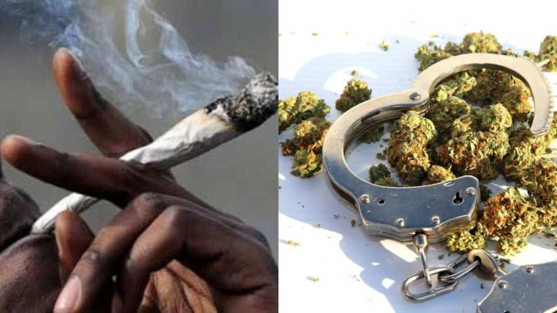 Matasa a yi hattara: Kotu ta garkame mashayin wiwi bayan kamashi da ita a Kano Matasa a yi hattara: Kotu ta garkame mashayin wiwi bayan kamashi da ita a Kano