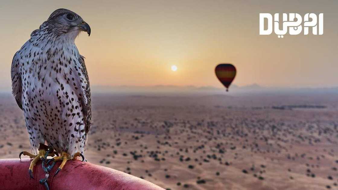 Enjoy private, exciting zoom, teams meetings with Dubai Tourism Enjoy private, exciting zoom, teams meetings with Dubai Tourism